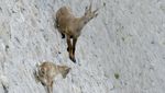 Foto: Kambing-kambing di Dinding, Diam-diam Mendaki