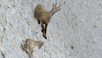Jangan salah, anak-anak kambing ibex pun sudah mahir memanjat tebing sedari kecil mengikuti induknya (BBC)