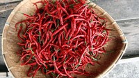 Jika dalam kondisi normal, warga dapat membeli cabai dengan harga puluhan ribu rupiah per kilogram.