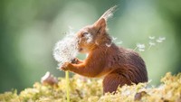 Huuuuuuatchingggg! Tupai dengan bunga dandelion di Swedia (Geert Weggen/Comedy Wildlife Photography Awards/CNN)