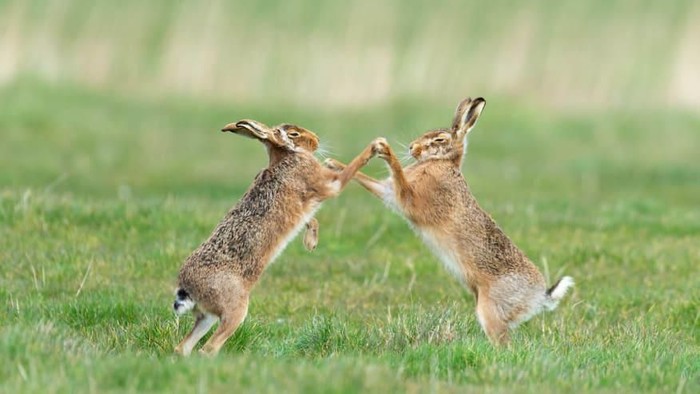 Comedy Wildlife Photography Awards 2019