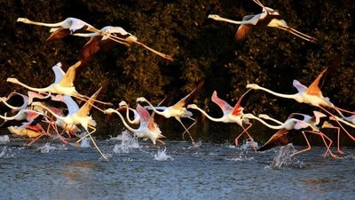 Potret Rencana Dubai Bikin Padang Pasir Menghijau
