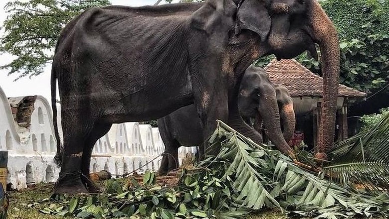Sempat Hebohkan Media Sosial, Gajah Kurus Berumur 70 Tahun Akhirnya Mati Sempat Hebohkan Media Sosial, Gajah Kurus Berumur 70 Tahun Akhirnya Mati