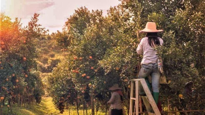 Pekerja Working Holiday Visa Naik 20 Persen, Pertanian Australia Diuntungkan