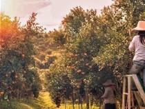 Australia Setuju Working Holiday Visa untuk WNI Diundi, Tarif Resmi Naik