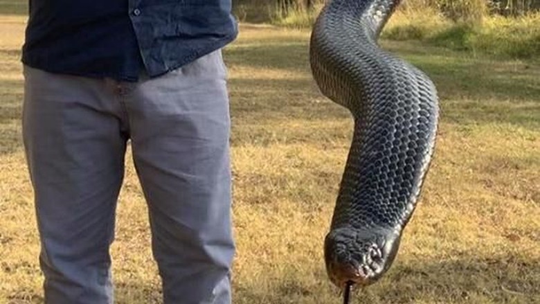 Ular Hitam Berperut Merah Huge 1.8-metre red-bellied black snake. Picture: Snake Catchers Brisbane (Facebook)