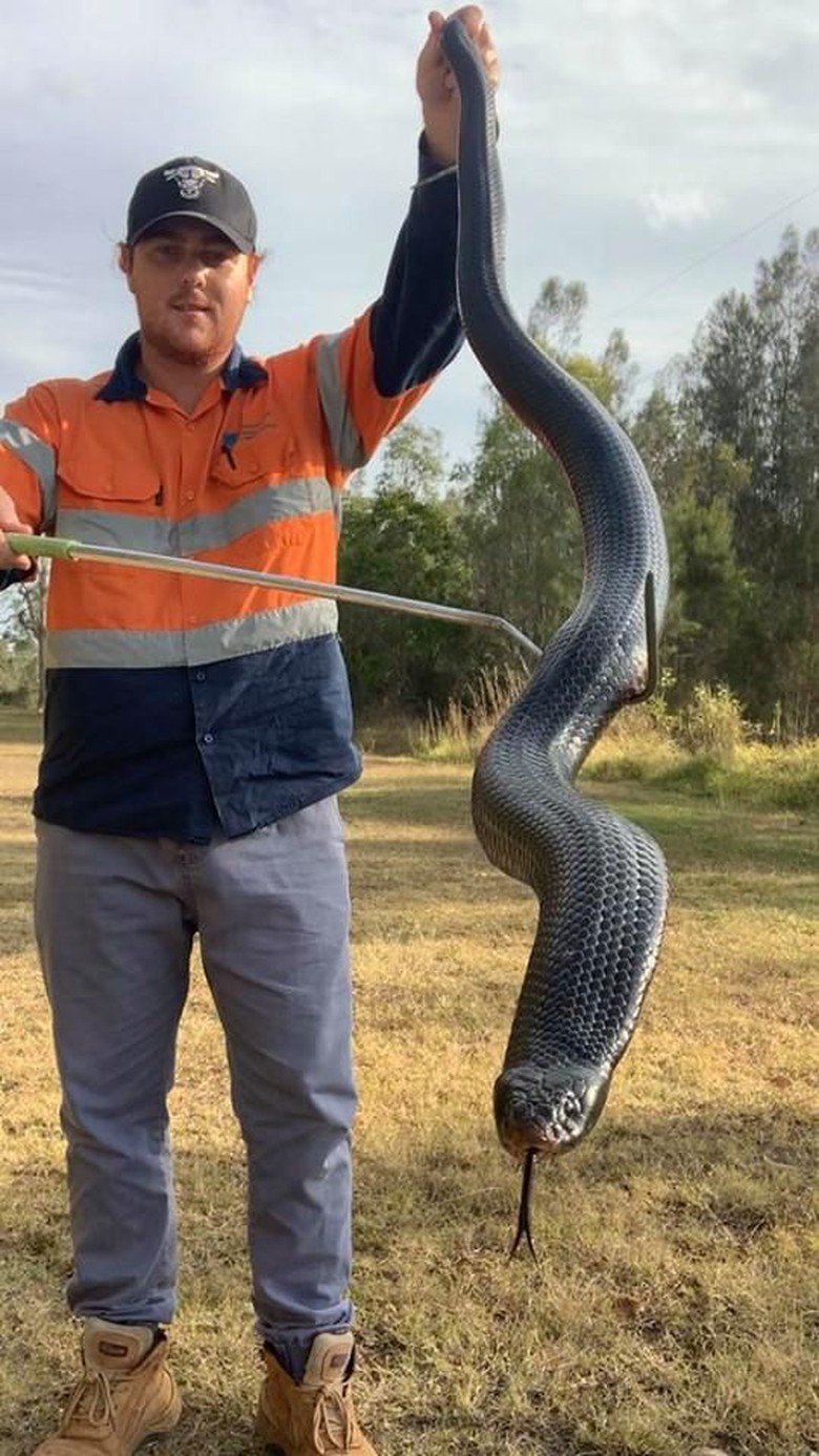 Pria Australia Temukan Ular Hitam Berperut Merah, Panjangnya 1,8 Meter