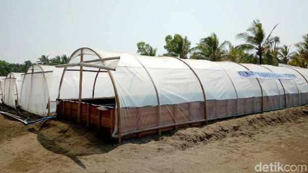 Kampung Garam di Kebumen