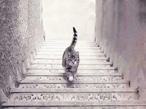 Tes Kepribadian: Kucing Ini Naik atau Turun Tangga?
