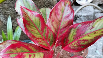 Ini dia hasil jepretannya, warna yang dihasilkan keluar banget kan? Foto: Aisyah Kamaliah/detikINET