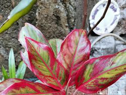 Cantiknya Huawei 5T, Kameranya Juga Mantap