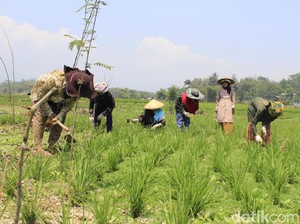 Kekeringan, Jokowi Pun Ditanam di Dasar Sungai Citarum