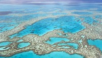 Terumbu karang di seluruh dunia berisiko untuk dihancurkan oleh turis, dari Great Barrier Reef di Australia sampai ke Conzumel di Meksiko. Penyebabnya yaitu terlalu banyaknya pengunjung datang untuk snorkeling dan scuba diving dan tidak mengikuti peraturan yang sudah ada.(iStock)