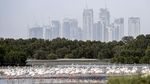 Potret Rencana Dubai Bikin Padang Pasir Menghijau