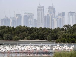 Dubai Ingin Hijaukan Padang Pasir untuk Jadi Destinasi Wisata