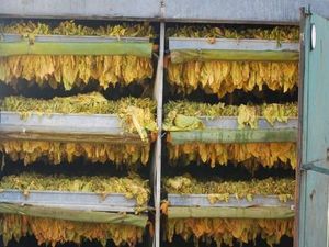 Australia Gagalkan Penyeludupan 5 Ton Daun Tembakau dari Indonesia