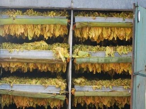 Australia Gagalkan Penyeludupan 5 Ton Daun Tembakau dari Indonesia
