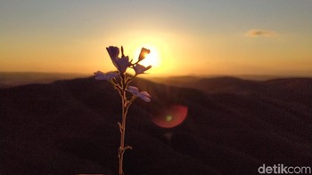 Hasil foto dari kamera makro dengan lensa 2 megapixel hanya seperti memakai efek blur saja sebagai background. (Septiana Ledysia/detikINET)