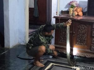 Ngeri! King Cobra Masuk Rumah Warga di Pandeglang