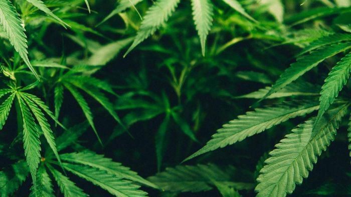 Tidak Cuma Legal Mengkonsumsi, Di Wilayah Ini Tiap Rumah Boleh Tanam Empat Pohon Ganja