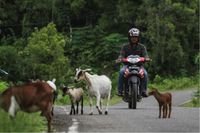 Agen BRILink Jadi Ujung Tombak BRI di Ujung Pulau Simeulue