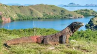 Pulau Komodo di Indonesia memiliki air laut yang berkilauan. Ada banyak ekosistem bervariasi menyediakan tempat bagi satwa liar termasuk si naga purba komodo. (Shutterstock/CNN)