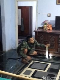 Ngeri! King Kobra Masuk Rumah Warga di Pandeglang