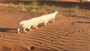 Kucing berkaki 10? (Foto: sadanduseless)