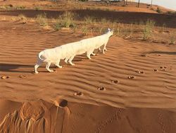 Kumpulan Foto Kucing yang Gagal Tapi Lucu
