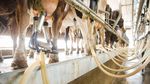 Di Peternakan Susu Sapi Ini Dipakai Cara Tradisional dan Canggih