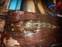 Penemuan Langka di Papua: Ikan Kepala Buaya