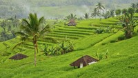 Ubud memiliki pusat seni dan budaya yang popular. Selain itu ada istana kerajaan dan banyak pura di antara pemandangan padi hijau. (iStock) 