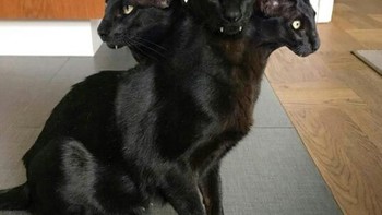 Hiii, seperti si kucing punya kepala tiga. (Foto: sadanduseless)