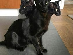 Kumpulan Foto Kucing yang Gagal Tapi Lucu