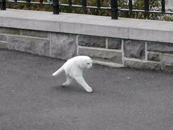 Kumpulan Foto Kucing yang Gagal Tapi Lucu