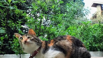 Muka si kucing jadi peyang. (Foto: sadanduseless)