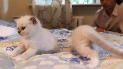 Kumpulan Foto Kucing yang Gagal Tapi Lucu