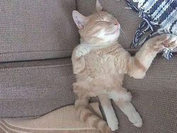 Kumpulan Foto Kucing yang Gagal Tapi Lucu