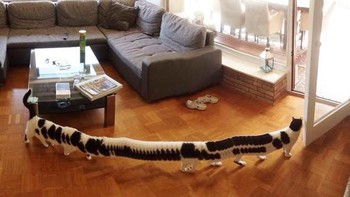 Ini kucing apa ulat berkaki seribu? (Foto: sadanduseless)