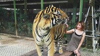 Berfoto dengan harimau saat liburan ke Phuket, Thailand. (fykaaschaa/Instagram)
