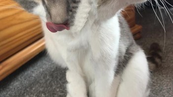 Kucing berkepala dua. (Foto: sadanduseless)