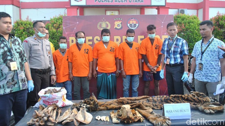 Polisi Tangkap Pelaku Perdagangan Kulit Harimau Sumatera di Aceh Utara Polisi Tangkap Pelaku Perdagangan Kulit Harimau Sumatera di Aceh Utara
