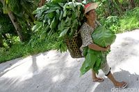 Medan Ekstrem Miangas, Hanya Untuk Petarung