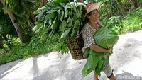 Tak hanya melaut dan berdagang, beberapa warga Miangas juga aktif berkebun. Terlihat seorang ibu tengah membawa hasil kebun beruapa sayuran.