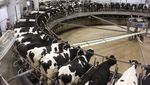 Di Peternakan Susu Sapi Ini Dipakai Cara Tradisional dan Canggih