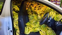 Kisah lain dari pembelian pisang dalam jumlah berlimpah. Sampai supir saja tak punya tempat duduk! Foto: Istimewa