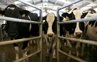 Sapi di Rusia Pakai Kacamata VR Agar Produksi Susunya Bertambah