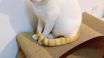 Menjelma jadi wajah tikus. (Foto: sadanduseless)