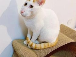 Kumpulan Foto Kucing yang Gagal Tapi Lucu