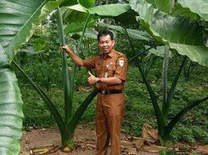 Kementan Dorong Budi Daya Talas Banten untuk Ekspor ke Jepang